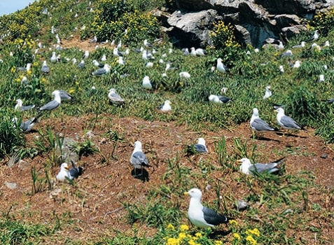 Black-tailed Gulls on Kabushima Island's picture